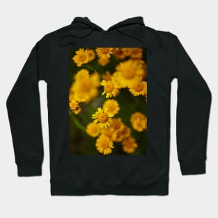 Wild yellow daisies Hoodie